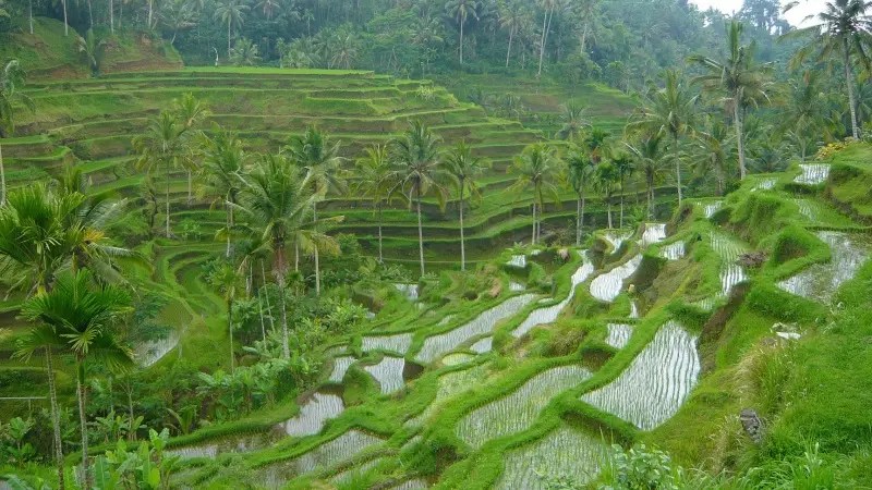 Ceking Rice Terrace, Bali’s Scenic Masterpiece of Traditional&nbsp;Agriculture